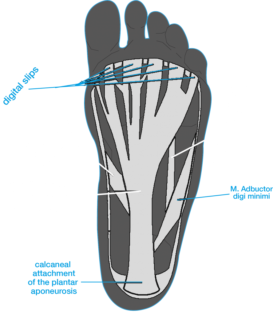 Anatomy of the plantar aspect of the foot demonstrating the bands